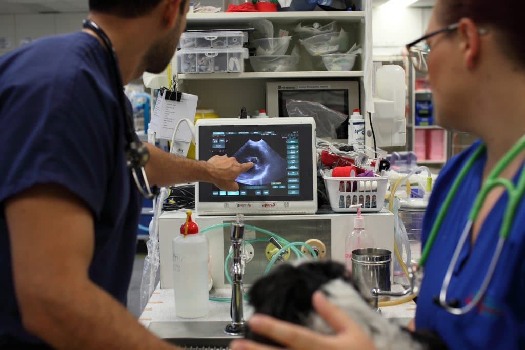 5-step plan to become a great ultrasonographer Improve Veterinary Education Australia