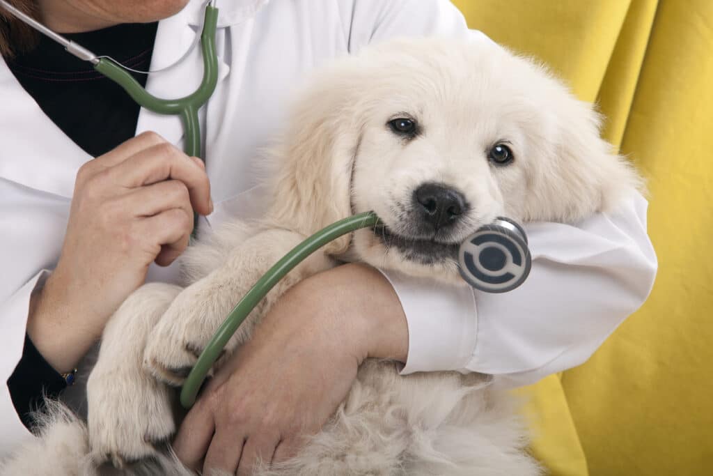 Resources Improve Veterinary Education Australia