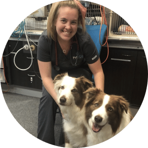 AES Elevate Emergency Nursing Program Improve Veterinary Education Australia