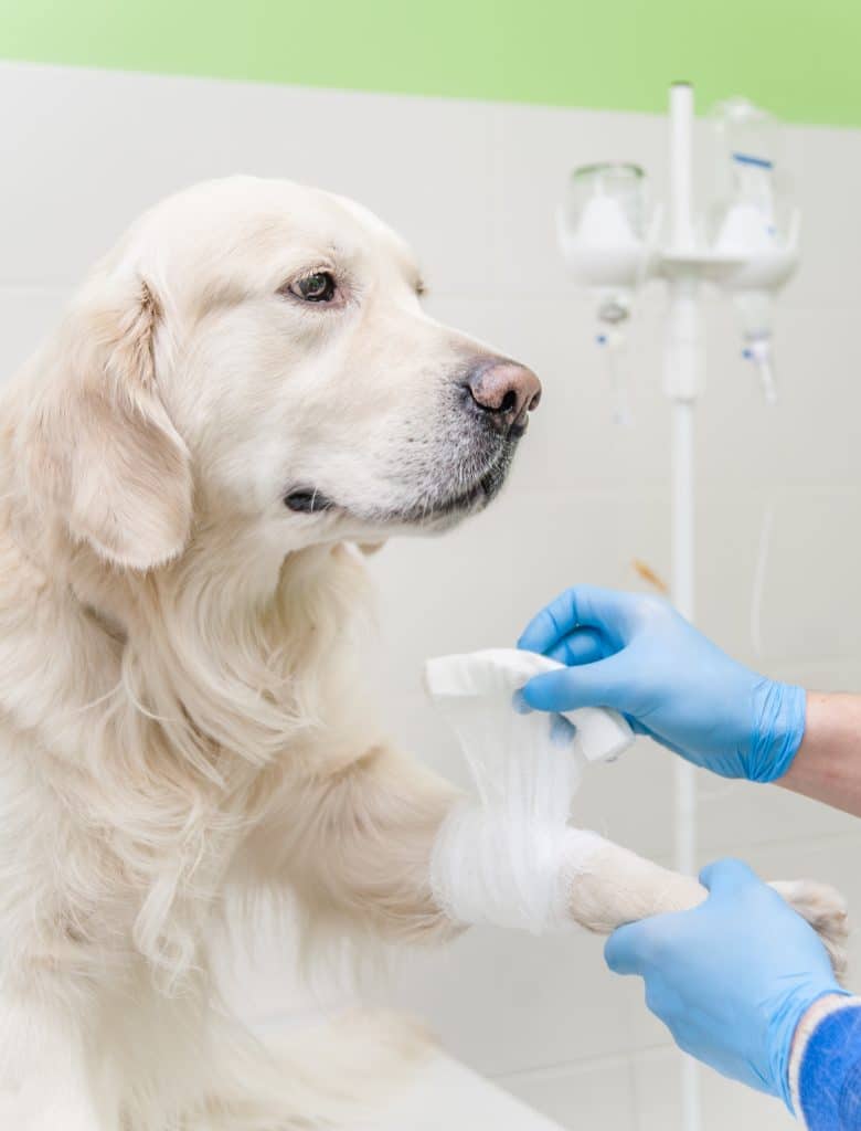 Fundamentals of shock and intravenous fluid therapy in dogs and cats Improve Veterinary Education Australia