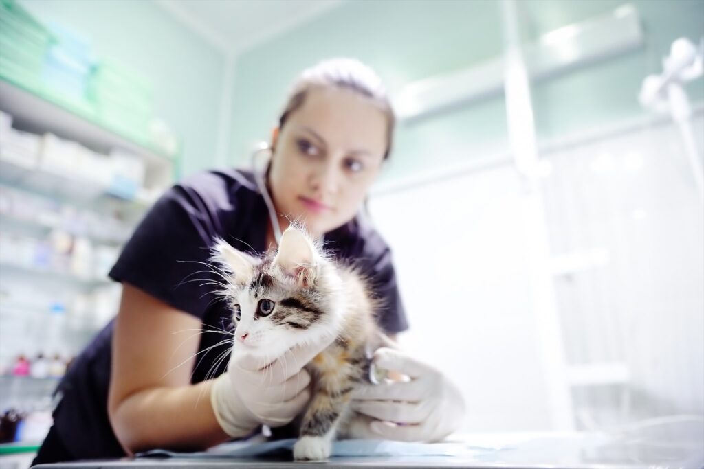 Feline Nursing