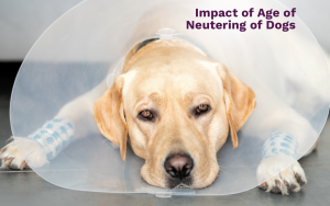 Assisting Decision-Making on Age of Neutering