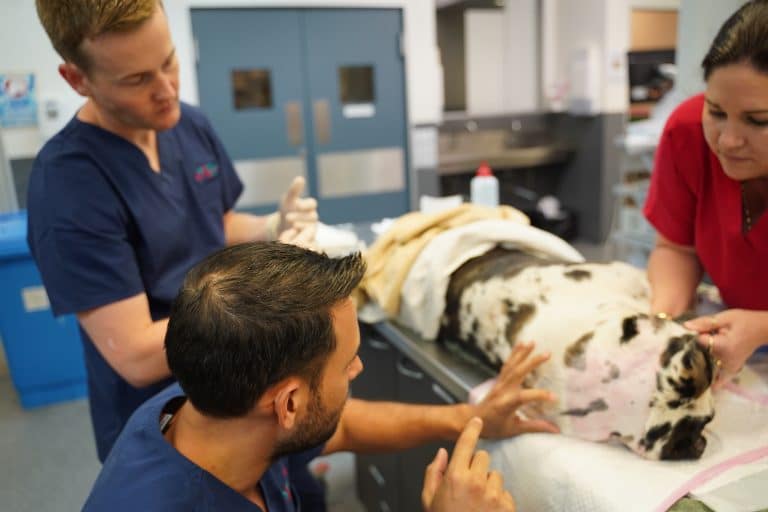 Veterinary team providing emergency treatment and monitoring care for a dog in a clinical setting