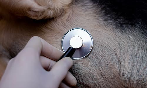 Veterinarian using a stethoscope to examine the chest of a dog during a cardiac health assessment.