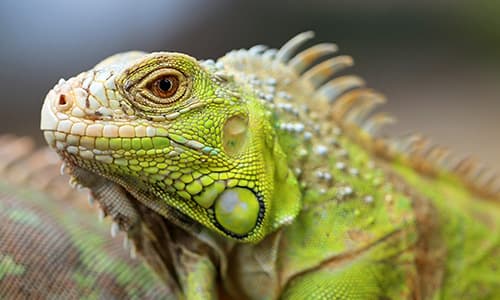 Close-up of a green iguana representing exotic animal veterinary care and exotic pet medicine.