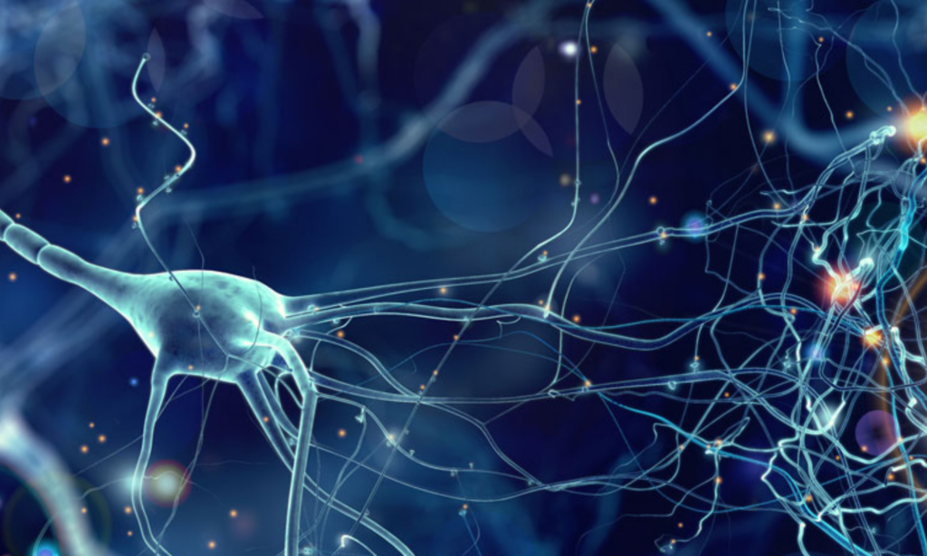 Microscopic illustration of brain cells and neural connections representing recent advances in veterinary neurology research.