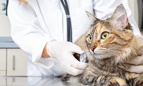 Veterinarian using a stethoscope to examine a domestic cat during a veterinary health check