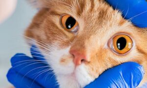 Cat having eyes examined