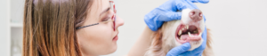 Veterinarian Dentistry Dogs Peridontal