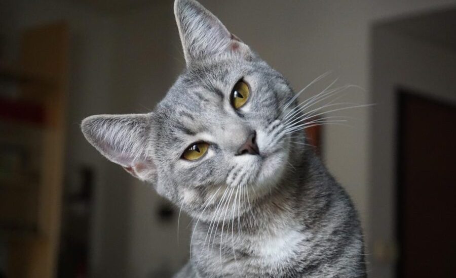 Feline patient